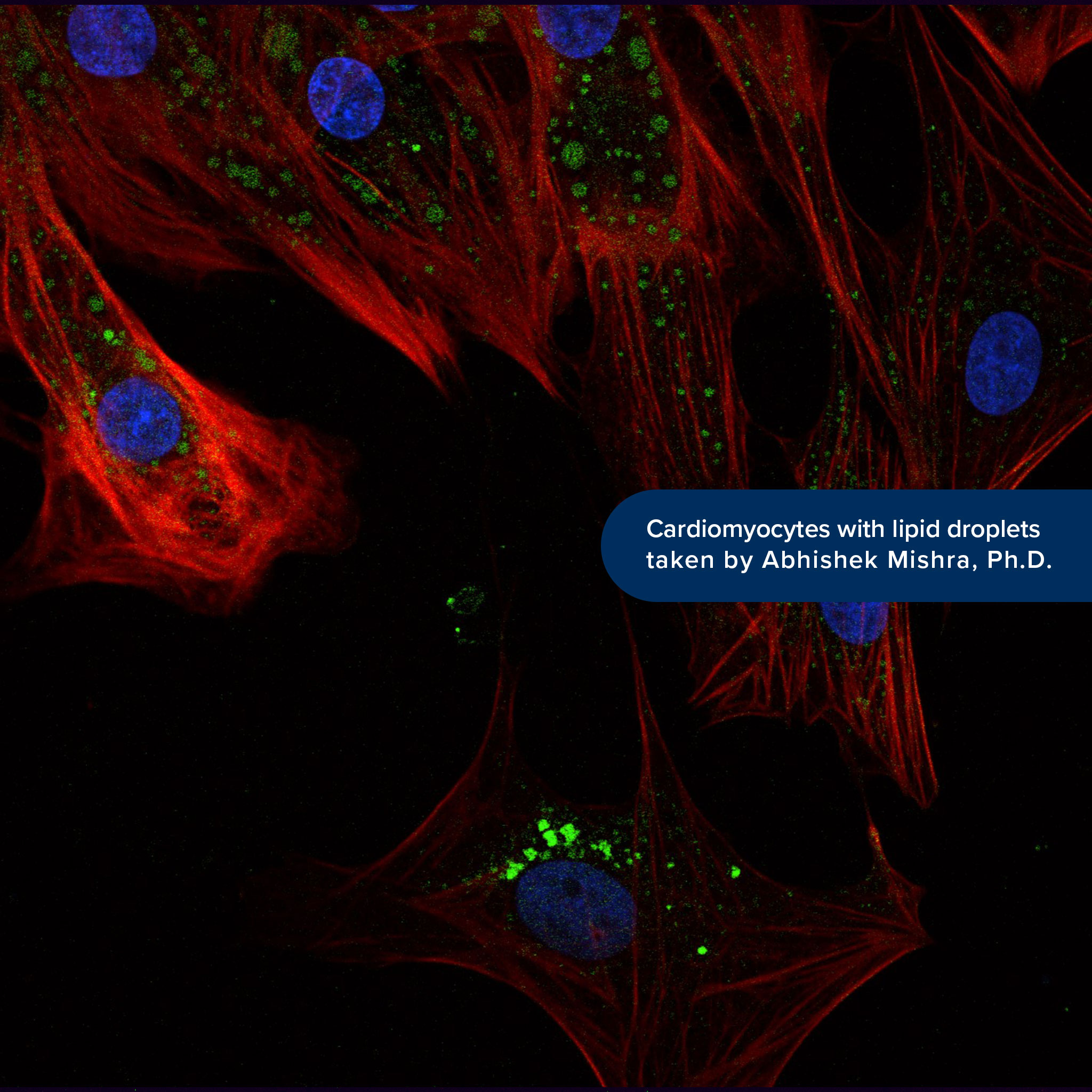 Image taken by Abhishek Mishra, Ph.D.